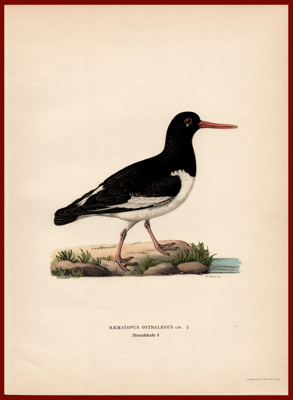 stampa antica beccaccia mare svenska