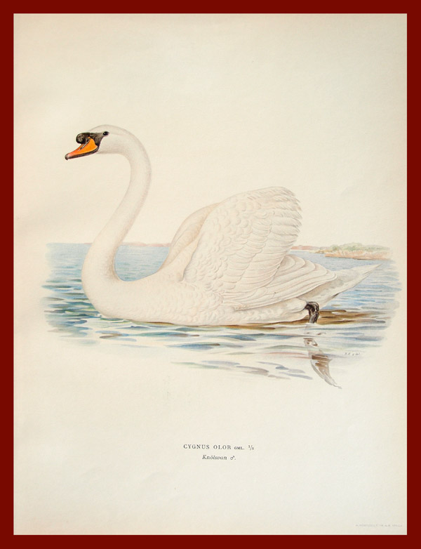 stampa antica cigno reale wright