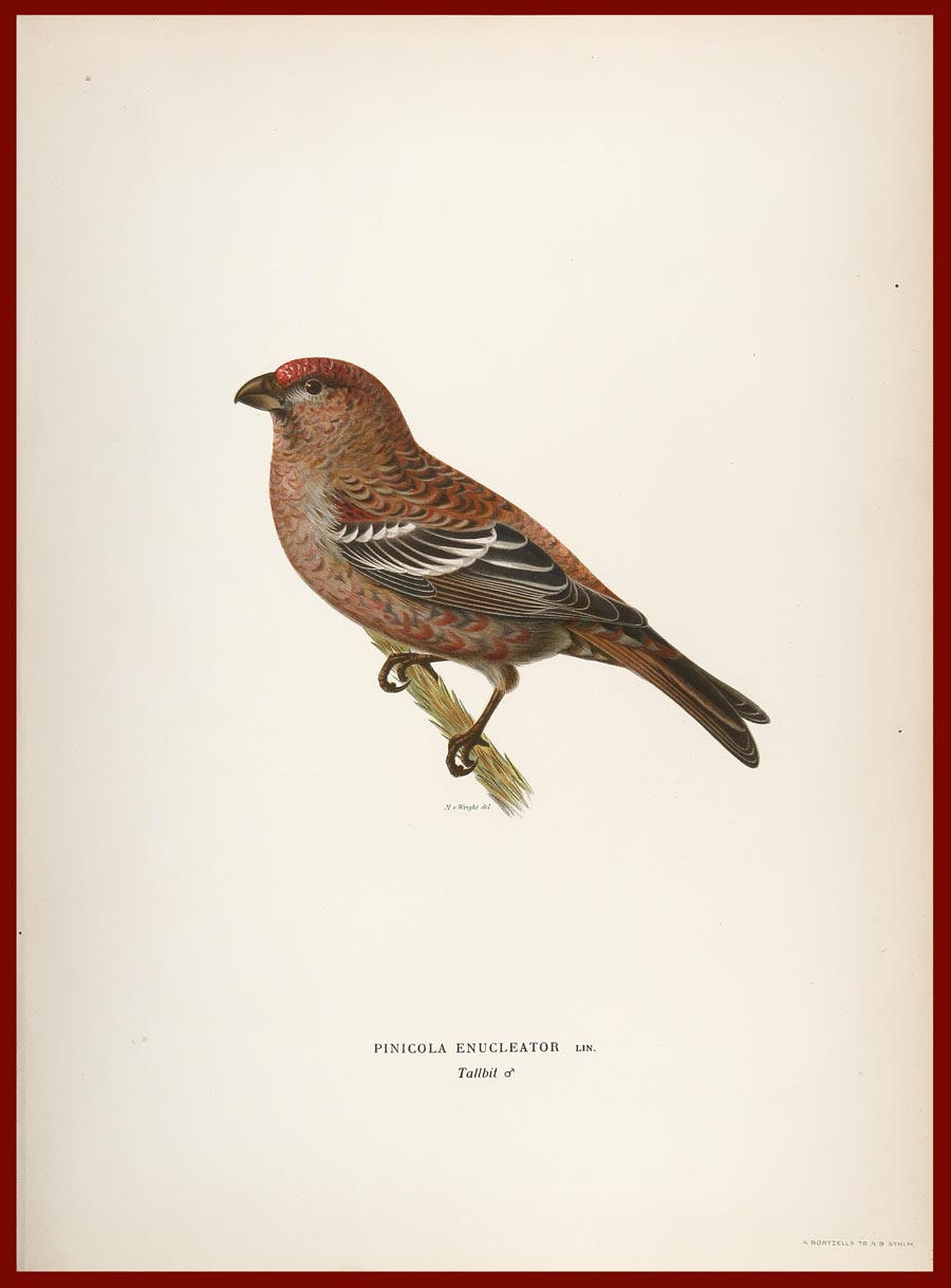 stampa antica ciuffolotto pinete wright