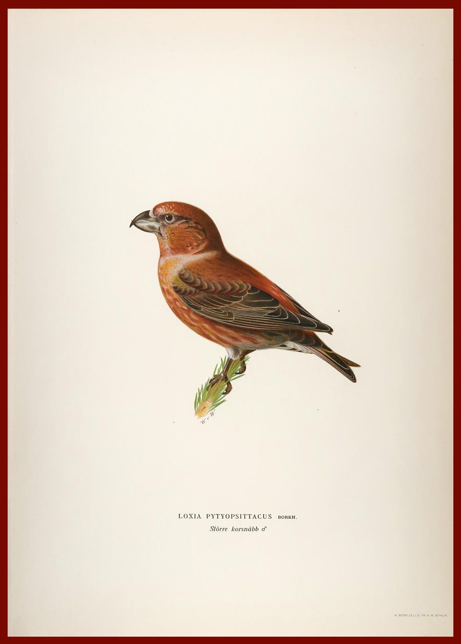 stampa antica crociere pinete wright