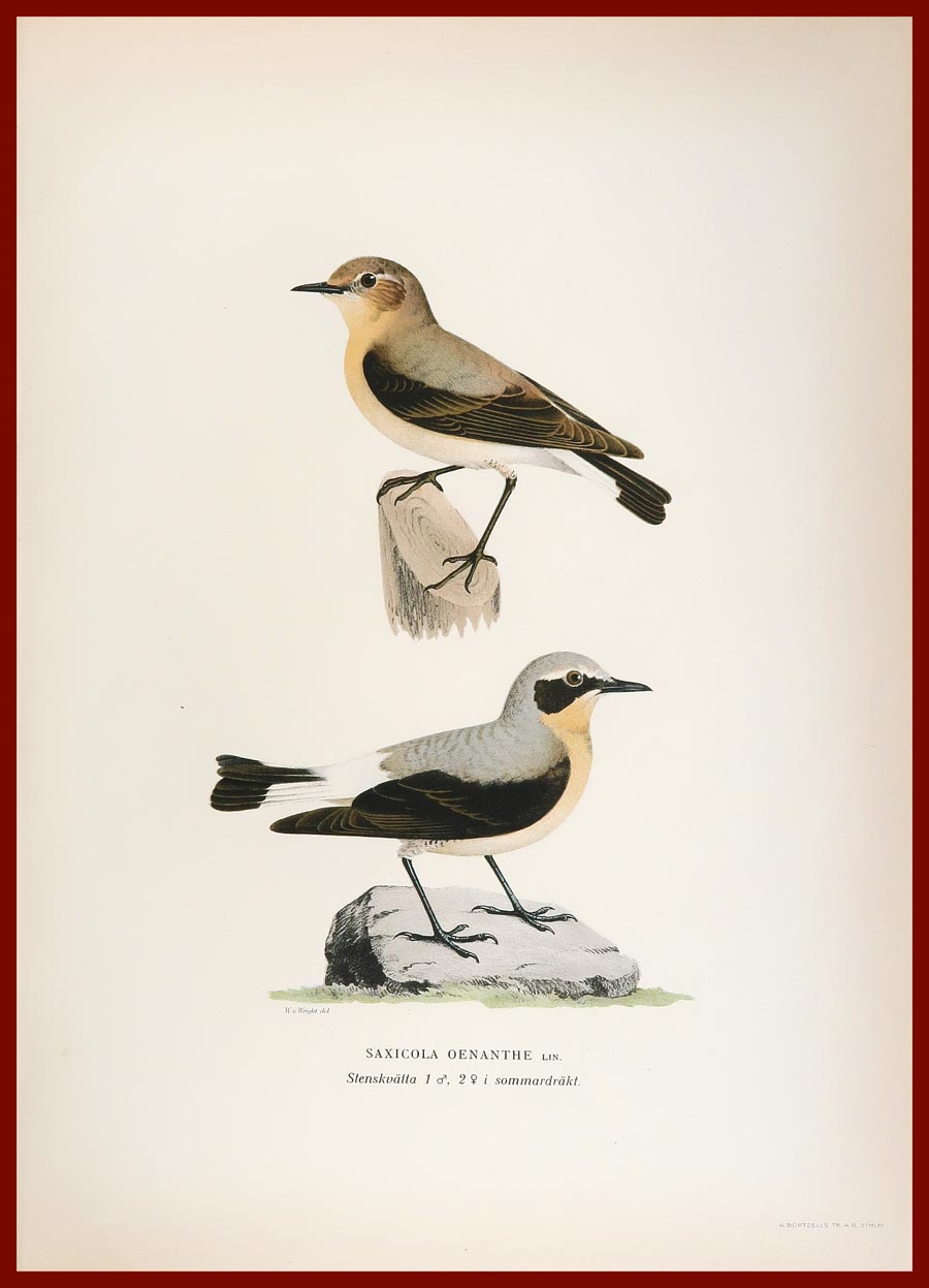 stampa antica culbianco wright