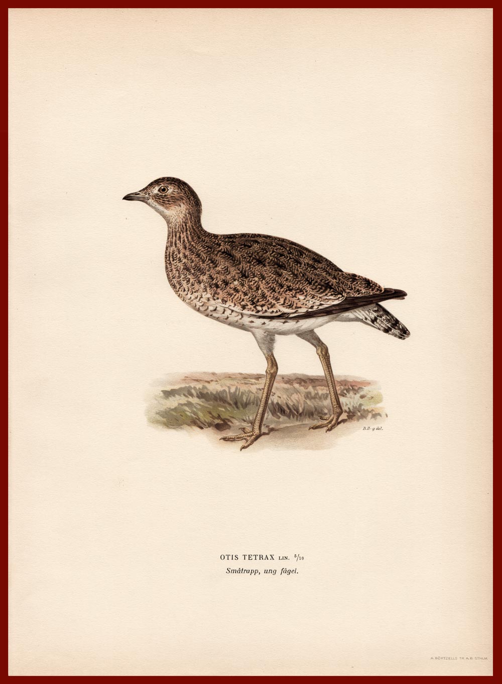 stampa antica gallina prataiola svenska