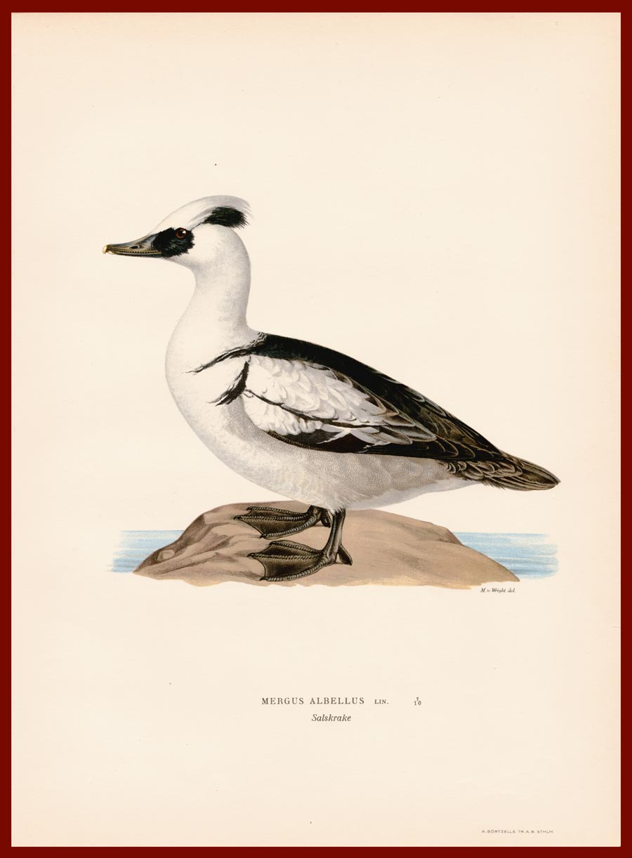 stampa antica mergus albellus wright