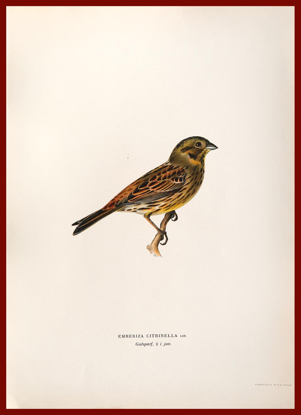 stampa antica zigolo giallo wright