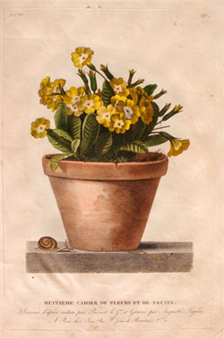 vaso floreale primi ottocento stampe antiche botaniche