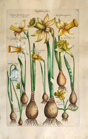 stampa antica di sweert con narcisi