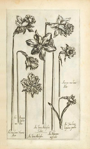 stampa antica del vallet con narcisi
