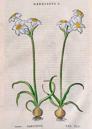 fiori di narciso