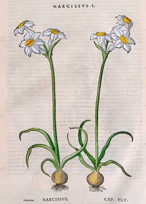 narcisi fiori di narciso