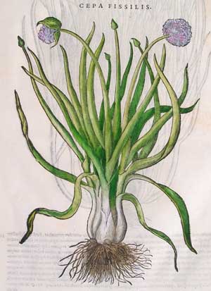 cipolla cepa fissilis