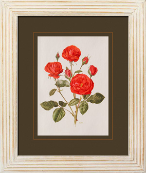 stampa antica con rose rose