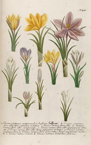 1600 Stampata e dipinta a mano Tavola 5-42x30 Stampa su carta antica Fiori Botanica 