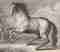 Equitazione